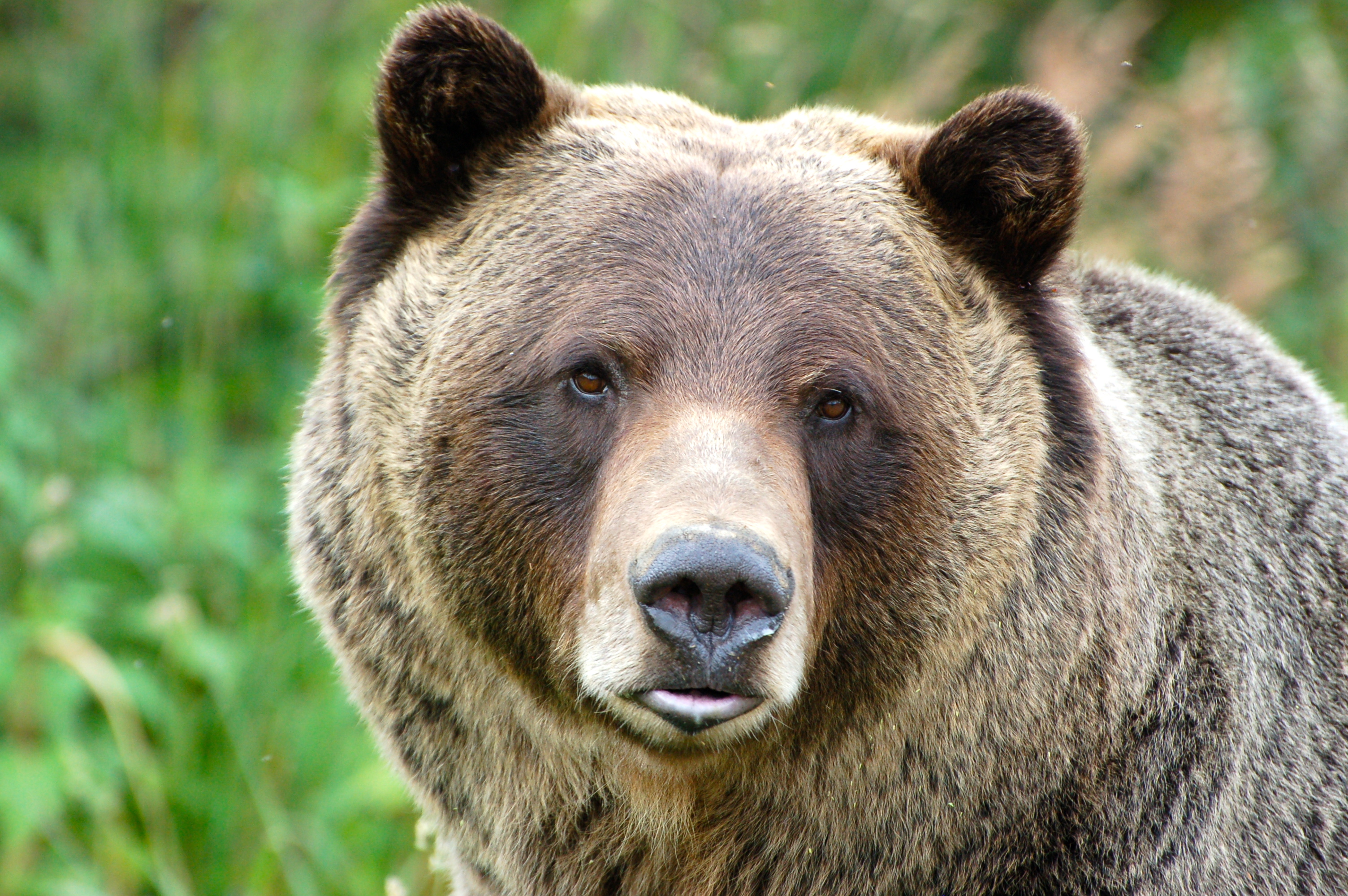 Какой нос у медведя. Бурый медведь. Медведь Гризли. Морда медведя. Уши медведя.